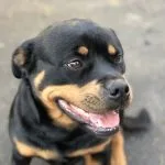 LaĂŻka LaĂŻka Rottweiler Femelle - Garde d'animaux Ă domicile