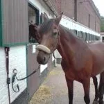Aigle Aigle Trotteur Français Hongre - Garde d'animaux à domicile