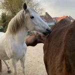 Camaron Camaron Origine Non Constatée (ONC) Hongre - Garde d'animaux à domicile