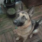 Auxane Auxane Berger Allemand Femelle - Garde d'animaux Ă domicile