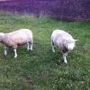 Images de profil de Charlotte - Blooming Pets - Petsitting et garde d'animaux à domicile