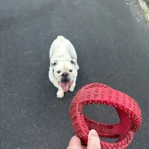 Garde de Butkus