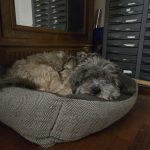 Ourson   Terrier Tibétain Mâle - Garde d'animaux à domicile