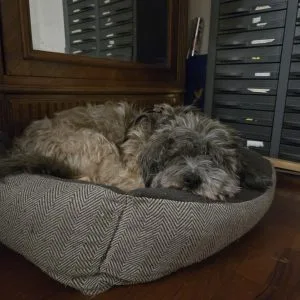 Ourson