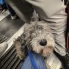 Images de profil de Elodie - Blooming Pets - Petsitting et garde d'animaux à domicile