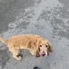 Images de profil de Elodie - Blooming Pets - Petsitting et garde d'animaux à domicile