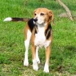 Ysun   Beagle Femelle - Garde d'animaux à domicile