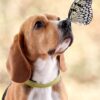 Images de profil de Véronique - Blooming Pets - Petsitting et garde d'animaux à domicile