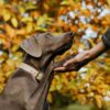 Images de profil de Véronique - Blooming Pets - Petsitting et garde d'animaux à domicile