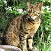 Images de profil de Véronique - Blooming Pets - Petsitting et garde d'animaux à domicile