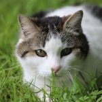 Garfield   Chat de gouttière (Commun) Mâle stérilisé - Garde d'animaux à domicile