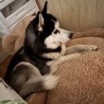 Rocky   Husky de Sibérie Mâle - Garde d'animaux à domicile