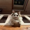 Images de profil de Mélanie - Blooming Pets - Petsitting et garde d'animaux à domicile