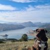Images de profil de Mélanie - Blooming Pets - Petsitting et garde d'animaux à domicile
