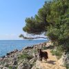 Images de profil de Mélanie - Blooming Pets - Petsitting et garde d'animaux à domicile