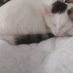 Yuki Mon Chat  European Shorthair (Européen) Femelle stérilisée - Garde d'animaux à domicile