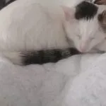 Yuki Mon Chat  European Shorthair (Européen) Femelle stérilisée - Garde d'animaux à domicile
