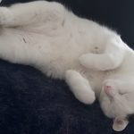 Looping Mon Chat  European Shorthair (Européen) Femelle stérilisée - Garde d'animaux à domicile