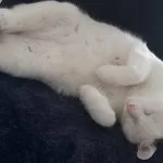 Looping Mon Chat  European Shorthair (Européen) Femelle stérilisée - Garde d'animaux à domicile