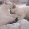 Images de profil de megane - Blooming Pets - Petsitting et garde d'animaux à domicile