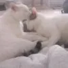 Images de profil de megane - Blooming Pets - Petsitting et garde d'animaux à domicile