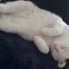 Images de profil de megane - Blooming Pets - Petsitting et garde d'animaux à domicile