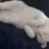 Images de profil de megane - Blooming Pets - Petsitting et garde d'animaux à domicile
