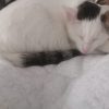 Images de profil de megane - Blooming Pets - Petsitting et garde d'animaux à domicile