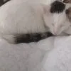 Images de profil de megane - Blooming Pets - Petsitting et garde d'animaux à domicile