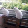 Images de profil de megane - Blooming Pets - Petsitting et garde d'animaux à domicile