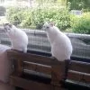 Images de profil de megane - Blooming Pets - Petsitting et garde d'animaux à domicile