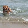 Images de profil de CHRISTELLE - Blooming Pets - Petsitting et garde d'animaux à domicile