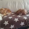 Images de profil de CHRISTELLE - Blooming Pets - Petsitting et garde d'animaux à domicile