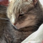 Grisette Mon Chat  European Shorthair Femelle - Garde d'animaux à domicile
