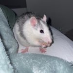 Yuki Mon Rat  Husky Femelle - Garde d'animaux à domicile