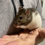 Molly Mon Rat  Cannelle Femelle - Garde d'animaux à domicile