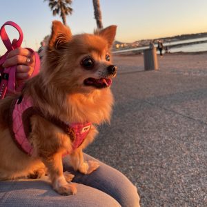 Images de profil de Samantha - Blooming Pets - Petsitting et garde d'animaux à domicile