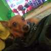 Images de profil de Emily - Blooming Pets - Petsitting et garde d'animaux à domicile