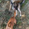 Images de profil de Emily - Blooming Pets - Petsitting et garde d'animaux à domicile