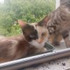 Images de profil de Emily - Blooming Pets - Petsitting et garde d'animaux à domicile