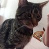 Images de profil de Emily - Blooming Pets - Petsitting et garde d'animaux à domicile