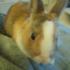 Images de profil de Emily - Blooming Pets - Petsitting et garde d'animaux à domicile