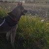Images de profil de Emily - Blooming Pets - Petsitting et garde d'animaux à domicile