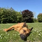 Sao Mon Chien  Berger Belge Malinois Mâle stérilisé - Garde d'animaux à domicile