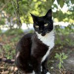 Lilas Mon Chat  European Shorthair (Européen) Femelle stérilisée - Garde d'animaux à domicile
