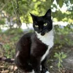 Lilas Mon Chat  European Shorthair (Européen) Femelle stérilisée - Garde d'animaux à domicile