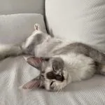 Uma Mon Chat  Maine Coon Femelle stérilisée - Garde d'animaux à domicile
