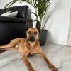 Images de profil de Elise - Blooming Pets - Petsitting et garde d'animaux à domicile