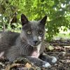 Images de profil de Elise - Blooming Pets - Petsitting et garde d'animaux à domicile