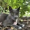 Images de profil de Elise - Blooming Pets - Petsitting et garde d'animaux à domicile